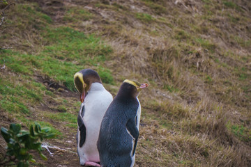Yellow Eyed Penguin (Megadyptes Antipodes) Or Hoiho  at Katiki P