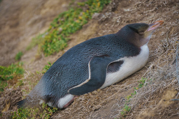 Yellow Eyed Penguin (Megadyptes Antipodes) Or Hoiho  at Katiki P