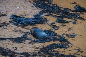 Yellow Eyed Penguin (Megadyptes Antipodes) Or Hoiho  at Katiki P