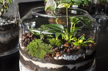 beau terrarium jardin d'intérieur