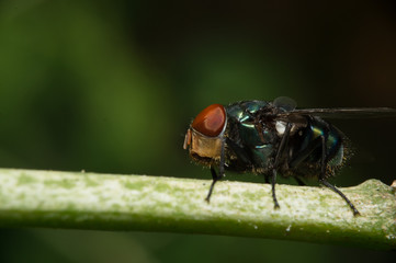 fly sit on green stick