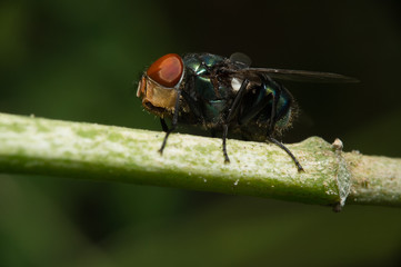 fly sit on green stick