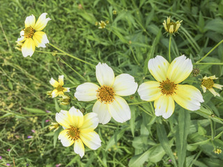 Arizona Beggarticks flower
