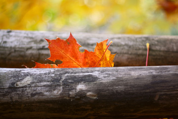 кленовый лист © irina_g