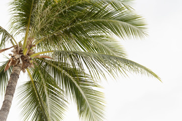 Fototapeta na wymiar Green leaf of coconut palm tree