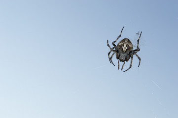 Spider
