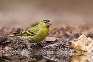 European Siskin