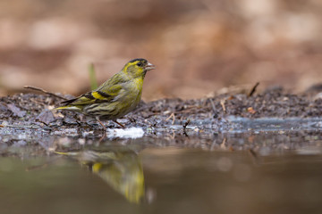 Obraz premium European Siskin