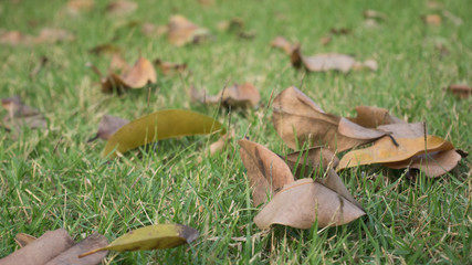 Dry leaves