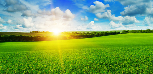 wheat field and sunrise in the blue sky