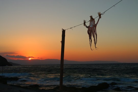 Octopus in the village of Mohlos,at sunset  Cr&egrave;te , Greece