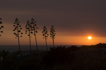 Fototapeta premium Century plant or Maguey (Agave americana)