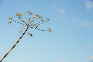 Overblown cow parsley against a blue sky from close