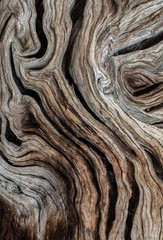 Textura de olivo © Jaime Salom