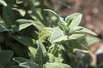 Greek-Dalmatian Sage (Salvia Fruticosa)