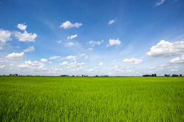 Obraz premium Rice field green grass blue sky cloud cloudy landscape