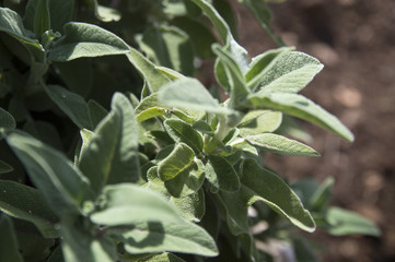 Greek-Dalmatian Sage (Salvia Fruticosa)