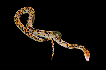 Reticulated Python snake Pythonidae Reticulatus, isolated on black background. copy space.