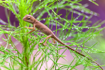 Real lizard resting on a wet green leaf with blur background