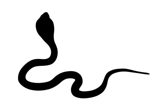 Illustration of black backlight King Cobra isolated on white background, backside