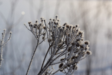 Frozen grass on winter