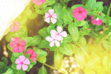 the flowers on the cinema tone colour.
