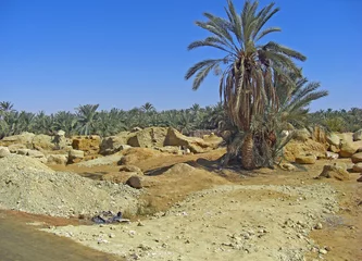 Foto auf Leinwand Egypte, Oasis de Siwa © foxytoul