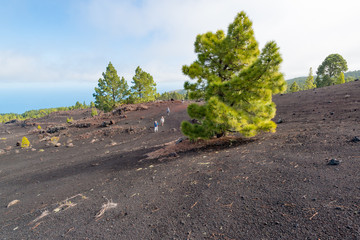 Wandern auf dem Vulkan Chinyero, Teneriffa, Spanien