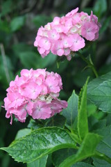 アジサイ ピンク