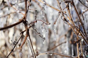 Icicles in the winter garden.
