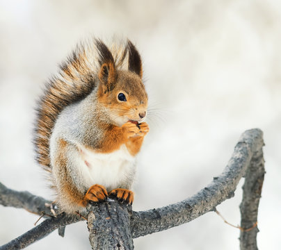 funny red squirrel sitting on a branch in the Park and eats a nut
