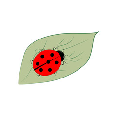 Ladybird isolated on leaf