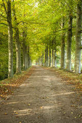 Beautiful path with trees