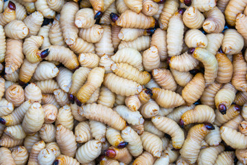 Palm weevil larvae are a source of protein and iron edible insects