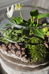 beau terrarium jardin d'intérieur