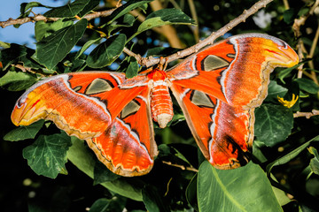 big butterfly out of the cocoon on the leaf of hibiscus.