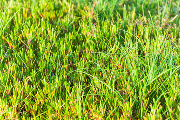 Close up of green grass for background