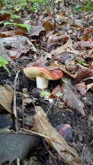 fungo arancione coperto dalle foglie