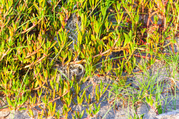 Close up of green grass for background