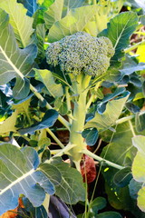 Broccoli close up growing in garden with leaves and stalk	