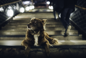 Hund auf U Bahn Treppe