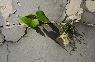 Green sprig breaking through a wall © Vera Rainwood