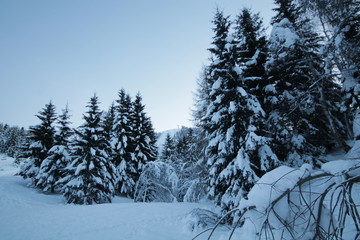 winter snow