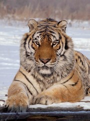 Siberian Tiger