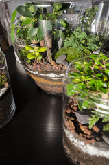 beau terrarium jardin d'intérieur