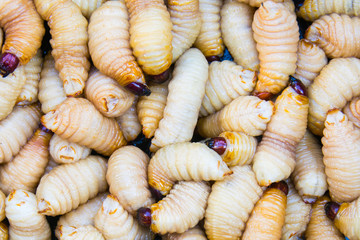 Palm weevil larvae are a source of protein and iron edible insects