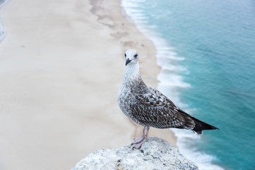 View on seagull