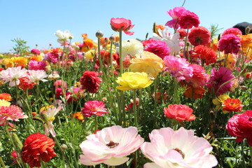 Fototapeta premium summer flowers