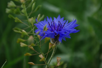Cornflowers blooming on a background of green grass green