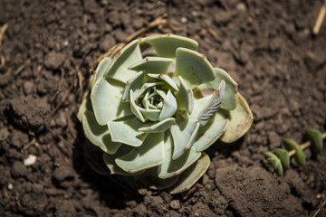 succulent